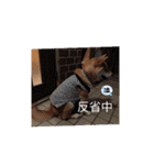 柴犬おふじ（個別スタンプ：10）