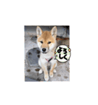 柴犬おふじ（個別スタンプ：11）