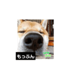 柴犬おふじ（個別スタンプ：18）