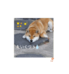 柴犬おふじ（個別スタンプ：20）