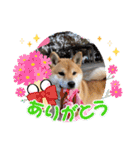 柴犬おふじ（個別スタンプ：21）