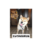 柴犬おふじ（個別スタンプ：22）