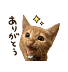 猫ちゃん写真スタンプ【あお・紅・紺】（個別スタンプ：2）