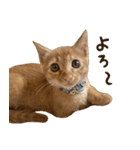 猫ちゃん写真スタンプ【あお・紅・紺】（個別スタンプ：3）