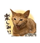 猫ちゃん写真スタンプ【あお・紅・紺】（個別スタンプ：5）