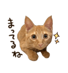猫ちゃん写真スタンプ【あお・紅・紺】（個別スタンプ：6）