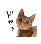 猫ちゃん写真スタンプ【あお・紅・紺】（個別スタンプ：7）