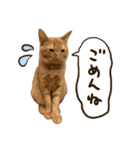 猫ちゃん写真スタンプ【あお・紅・紺】（個別スタンプ：8）