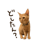 猫ちゃん写真スタンプ【あお・紅・紺】（個別スタンプ：9）