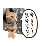 猫ちゃん写真スタンプ【あお・紅・紺】（個別スタンプ：12）