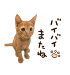 猫ちゃん写真スタンプ【あお・紅・紺】（個別スタンプ：14）