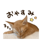 猫ちゃん写真スタンプ【あお・紅・紺】（個別スタンプ：16）