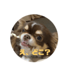 犬三昧ver16（個別スタンプ：1）