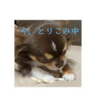 犬三昧ver16（個別スタンプ：2）