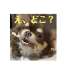 犬三昧ver16（個別スタンプ：3）