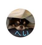 犬三昧ver16（個別スタンプ：5）