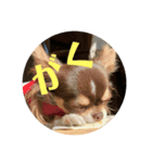 犬三昧ver16（個別スタンプ：6）