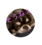犬三昧ver16（個別スタンプ：7）