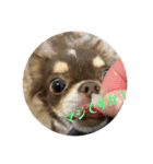 犬三昧ver16（個別スタンプ：8）