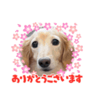 さくらとレアのスタンプ（個別スタンプ：12）