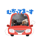 さくらとレアのスタンプ（個別スタンプ：17）