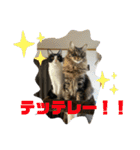 月と太陽の日常（個別スタンプ：31）