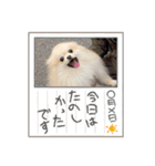 ぴのこ2021（個別スタンプ：14）
