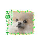 ぴのこ2021（個別スタンプ：15）