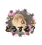 ぴのこ2021（個別スタンプ：17）