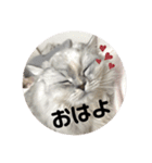 みにちゃんスタンプ3（個別スタンプ：1）
