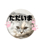 みにちゃんスタンプ3（個別スタンプ：3）