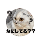 みにちゃんスタンプ3（個別スタンプ：7）
