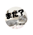 みにちゃんスタンプ3（個別スタンプ：9）