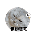 みにちゃんスタンプ3（個別スタンプ：11）