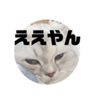 みにちゃんスタンプ3（個別スタンプ：12）