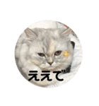 みにちゃんスタンプ3（個別スタンプ：14）