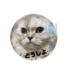 みにちゃんスタンプ3（個別スタンプ：19）