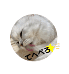 みにちゃんスタンプ3（個別スタンプ：21）