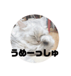 みにちゃんスタンプ3（個別スタンプ：22）