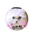 みにちゃんスタンプ3（個別スタンプ：24）