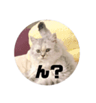 みにちゃんスタンプ3（個別スタンプ：30）