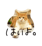 もずちぽんち（個別スタンプ：5）