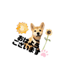 柴犬あさひのスタンプ（個別スタンプ：1）