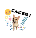 柴犬あさひのスタンプ（個別スタンプ：2）
