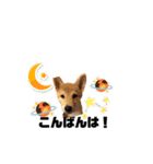 柴犬あさひのスタンプ（個別スタンプ：3）