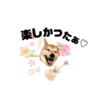 柴犬あさひのスタンプ（個別スタンプ：6）