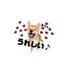 柴犬あさひのスタンプ（個別スタンプ：7）