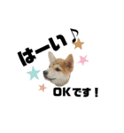 柴犬あさひのスタンプ（個別スタンプ：8）