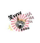 柴犬あさひのスタンプ（個別スタンプ：9）