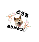 柴犬あさひのスタンプ（個別スタンプ：10）